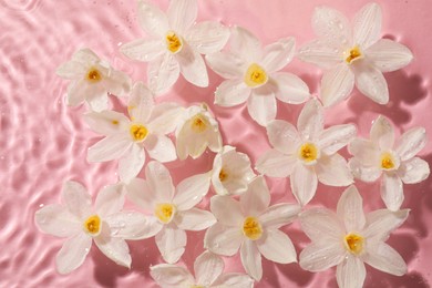 Photo of Beautiful daffodils in water on pink background, top view