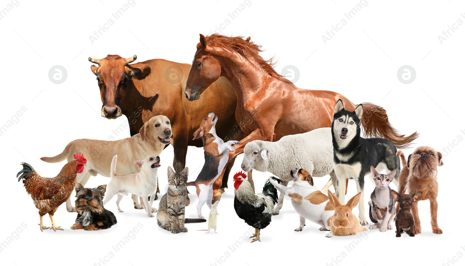 Image of Collage with horse and other pets on white background. Banner design