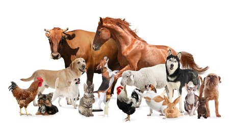 Collage with horse and other pets on white background. Banner design