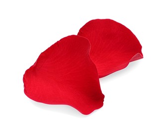 Two red rose petals on white background