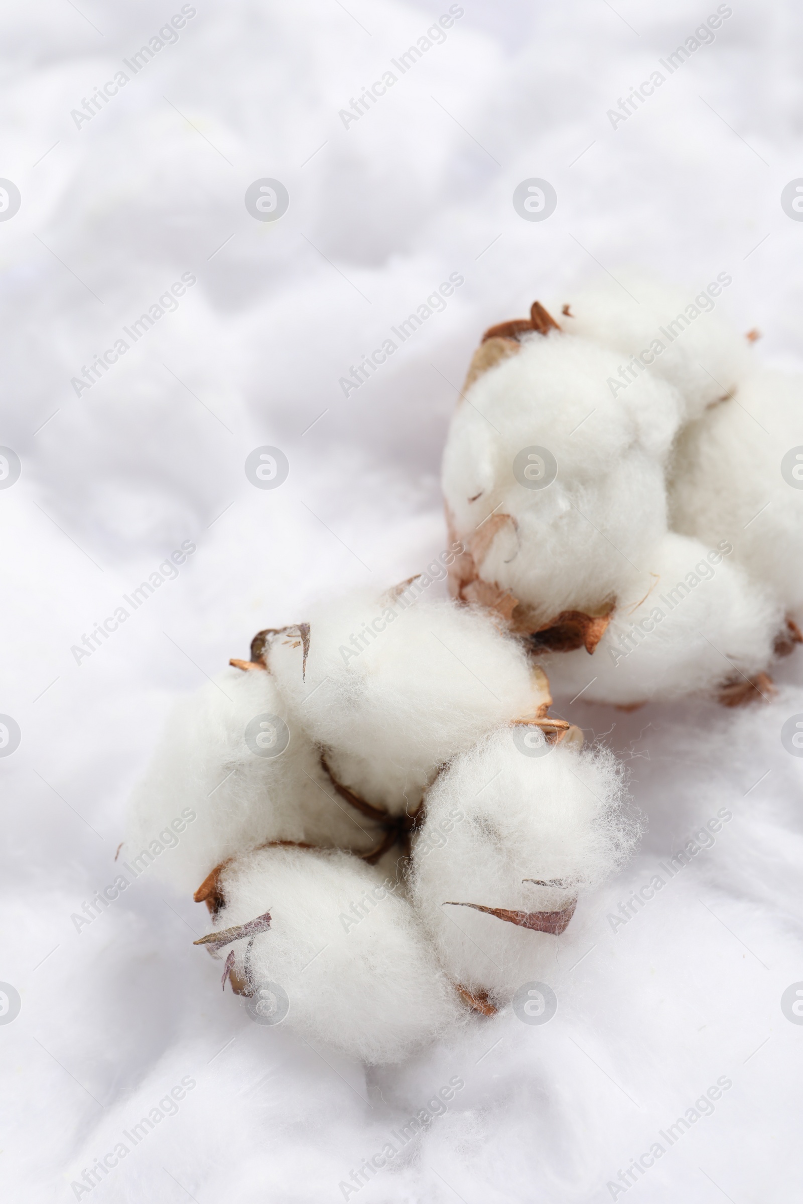 Photo of Cotton flowers on white fluffy background, flat lay. Space for text