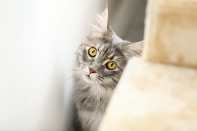 Photo of Adorable Maine Coon cat near wall at home