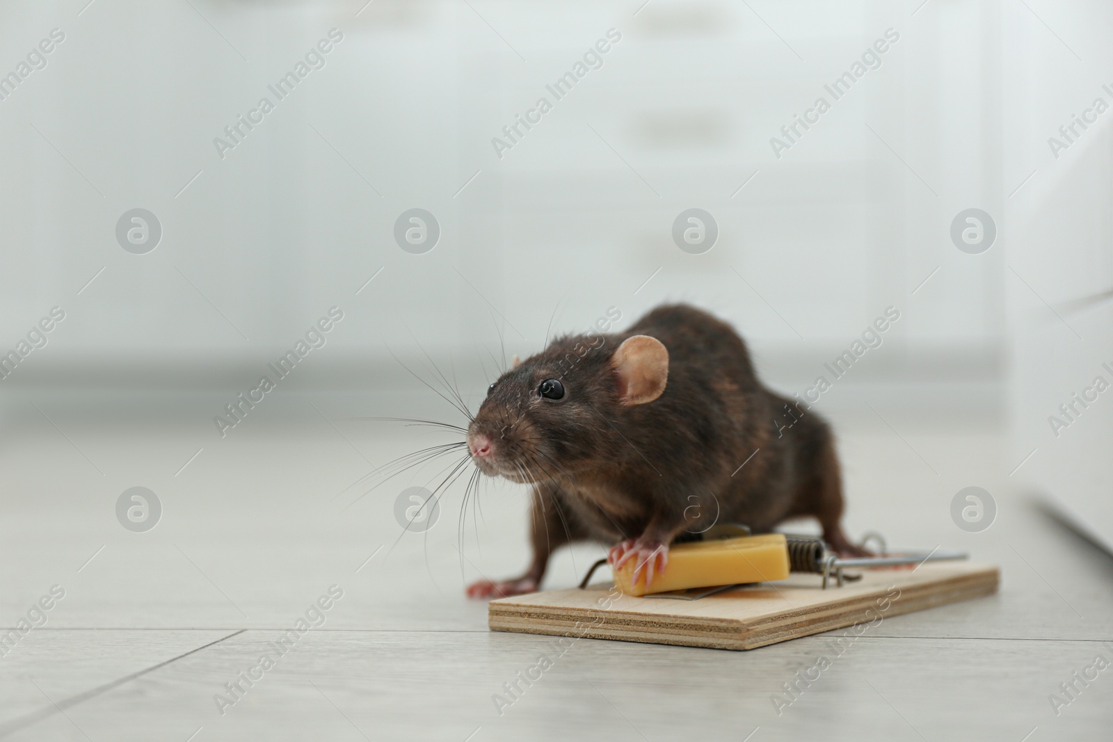 Photo of Rat and mousetrap with cheese indoors. Pest control