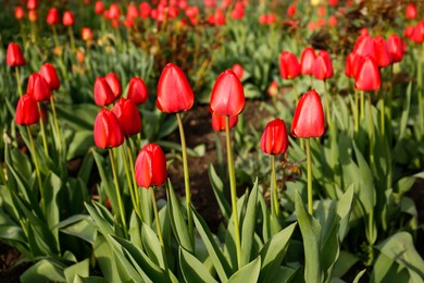 Beautiful bright red tulips outdoors on sunny day