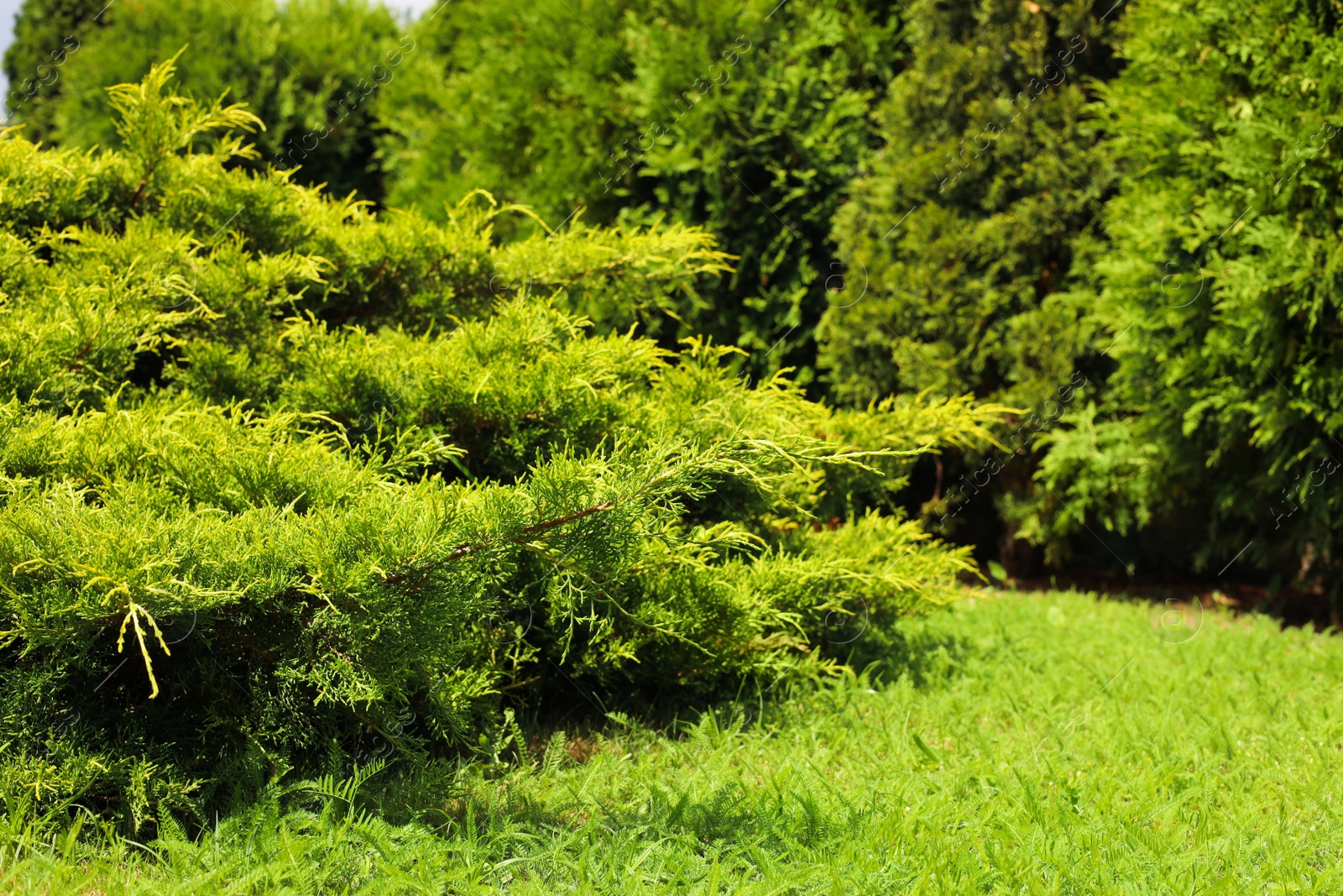 Photo of Beautiful view of green lawn, bushes and coniferous trees outdoors on spring day