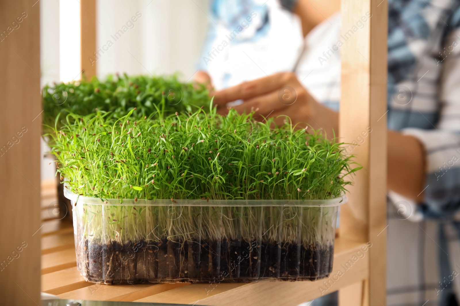 Photo of Fresh organic microgreen and blurred woman on background