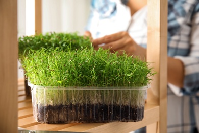 Fresh organic microgreen and blurred woman on background