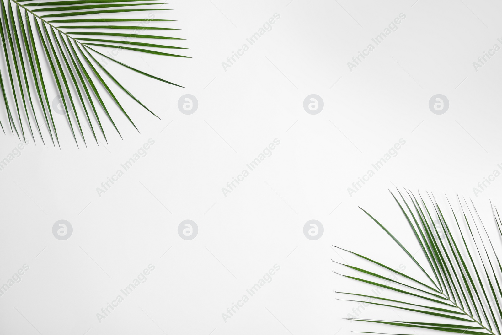 Photo of Beautiful lush tropical leaves on white background, top view