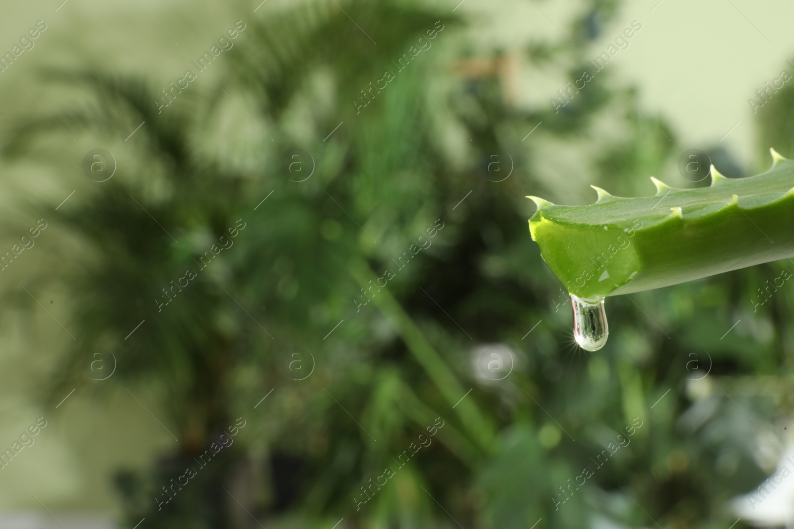 Photo of Leaf of aloe plant with water drop outdoors, closeup. Space for text