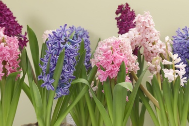 Photo of Beautiful spring hyacinth flowers on color background