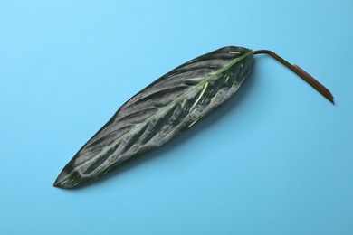 Photo of Leaf of tropical stromanthe plant on color background, top view