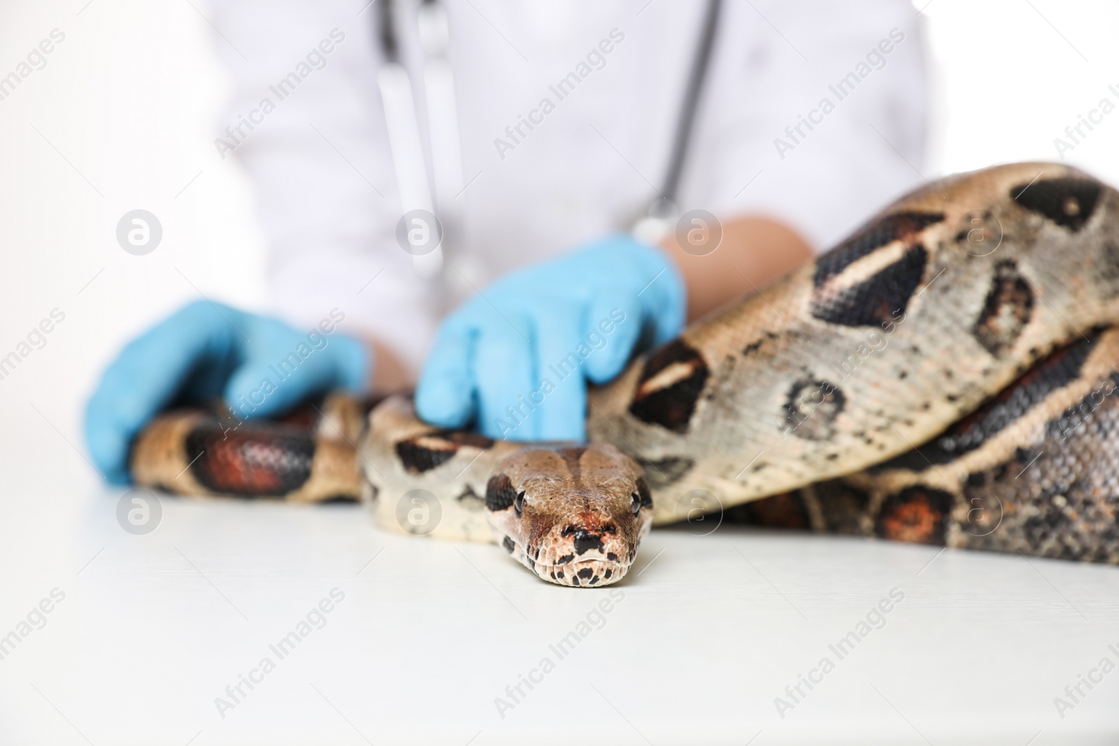 Photo of Female veterinarian examining boa constrictor in clinic, closeup