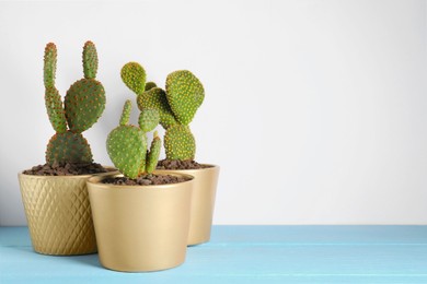 Many beautiful cacti on light blue wooden table, space for text