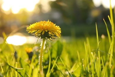 Beautiful yellow dandelion in bright green grass at sunset, closeup. Space for text