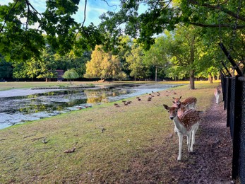 Photo of Cute small deer and ducks outdoors near river