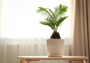 Photo of Flowerpot with tropical palm on table against window indoors