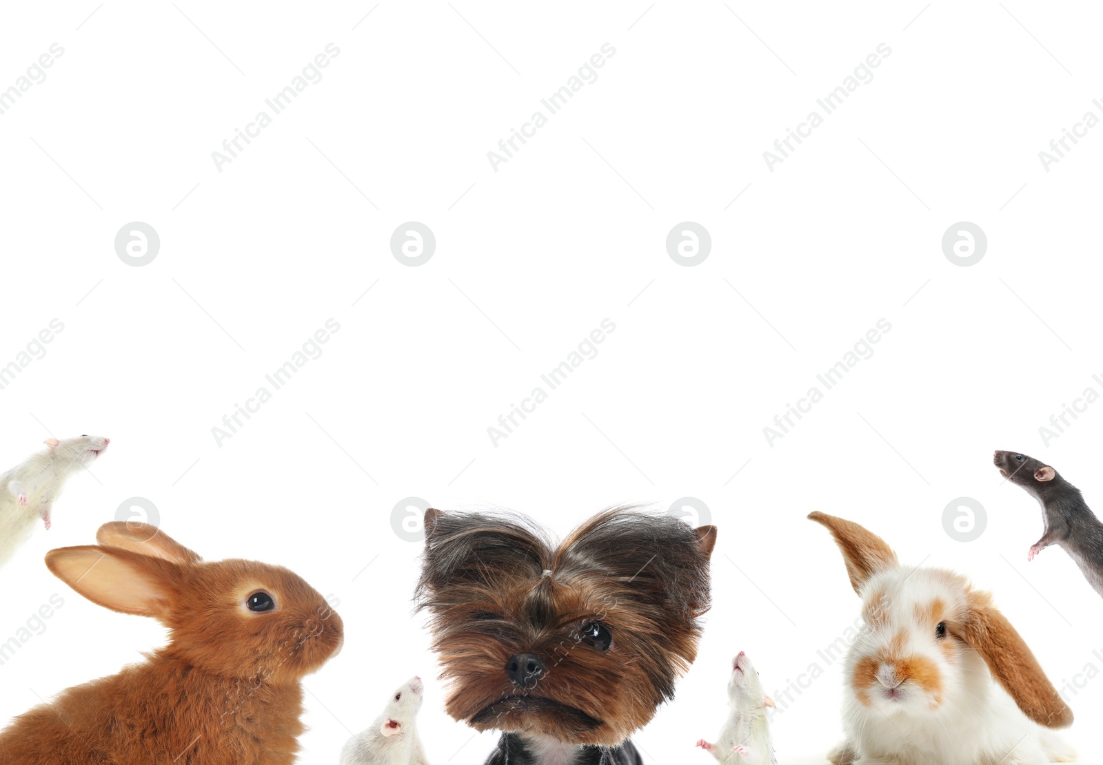 Image of Set with different cute pets on white background