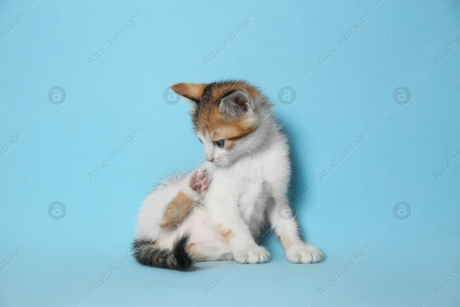 Photo of Cute little kitten on light blue background. Baby animal