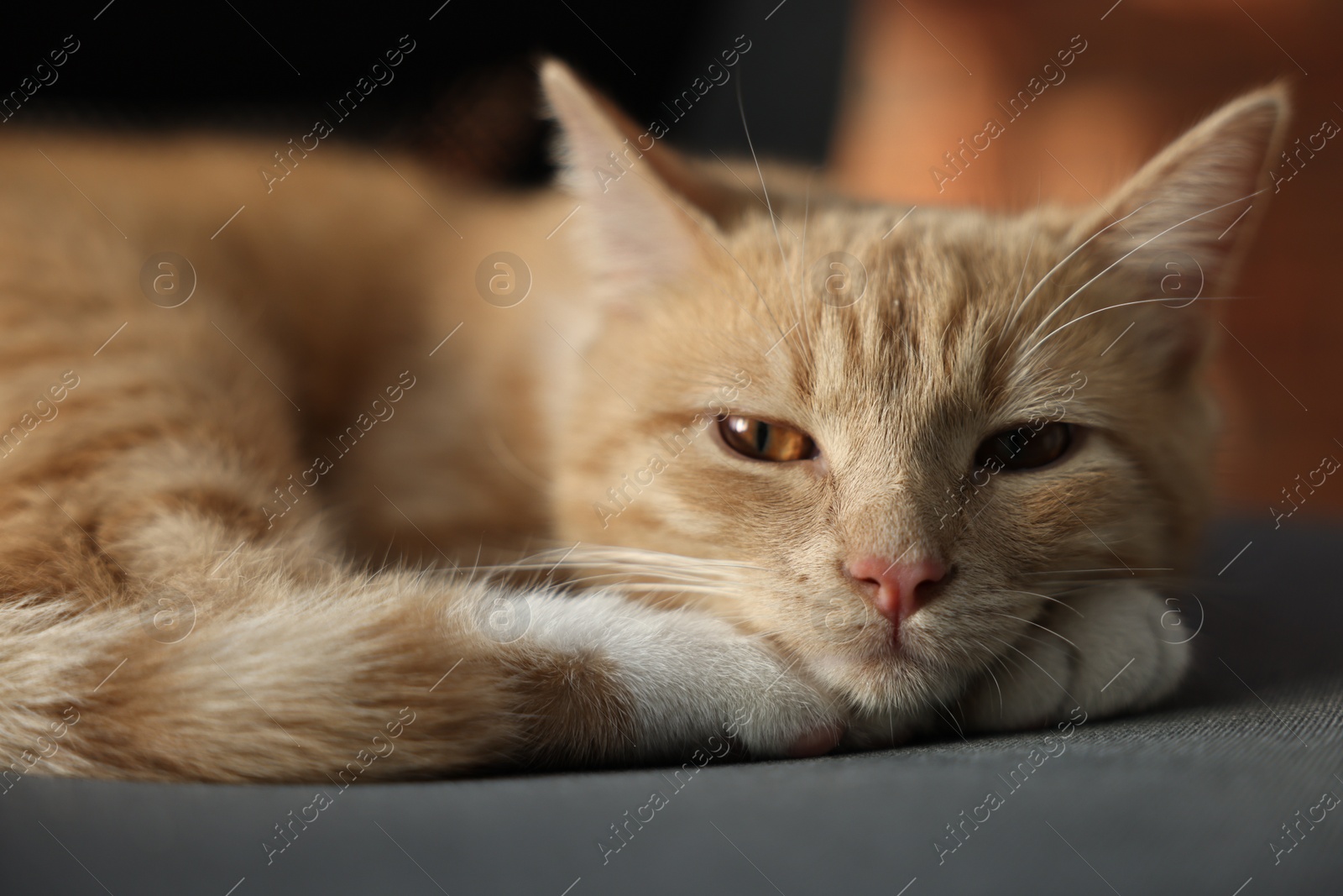 Photo of Cute ginger cat lying on sofa at home