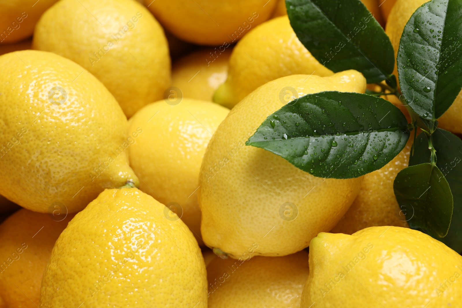 Photo of Fresh lemons and green leaves as background, closeup