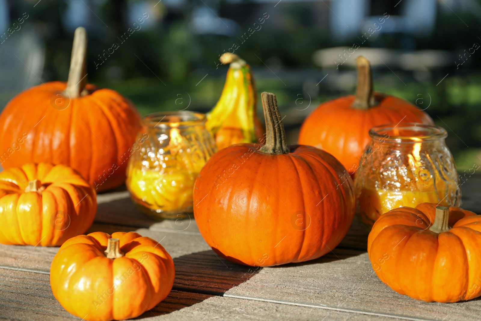 Photo of Many whole ripe pumpkins and candles on wooden table outdoors