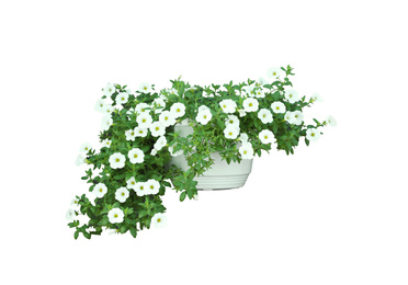 Image of Beautiful white flowers in plant pot on white background 