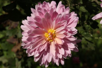 Beautiful pink chrysanthemum flower growing outdoors, closeup