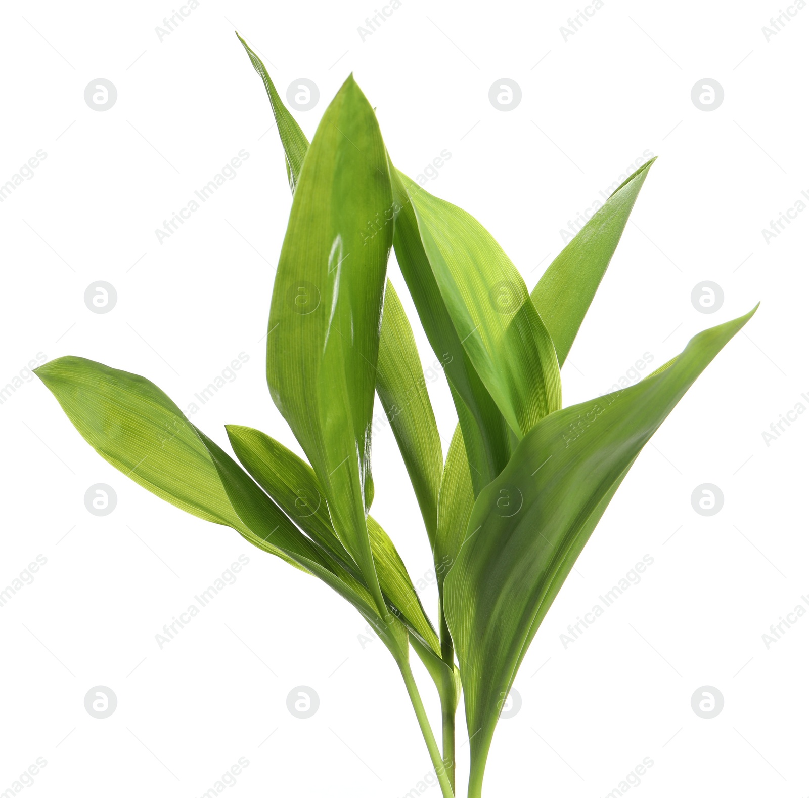 Photo of Beautiful lily of the valley leaves on white background