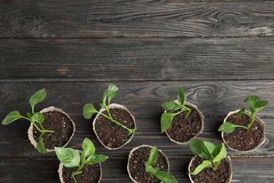 Vegetable seedlings in peat pots on black wooden table, flat lay. Space for text