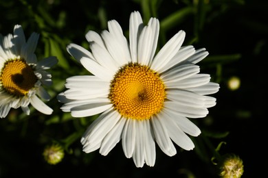 Beautiful chamomile flowers growing outdoors on sunny day, top view