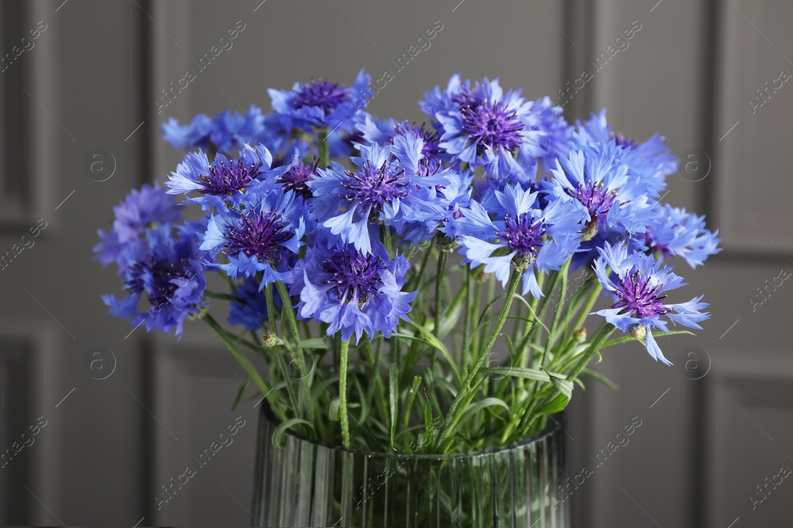 Photo of Bouquet of beautiful cornflowers in glass vase against grey wall, closeup