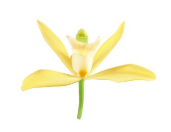 Photo of Yellow vanilla orchid flower isolated on white