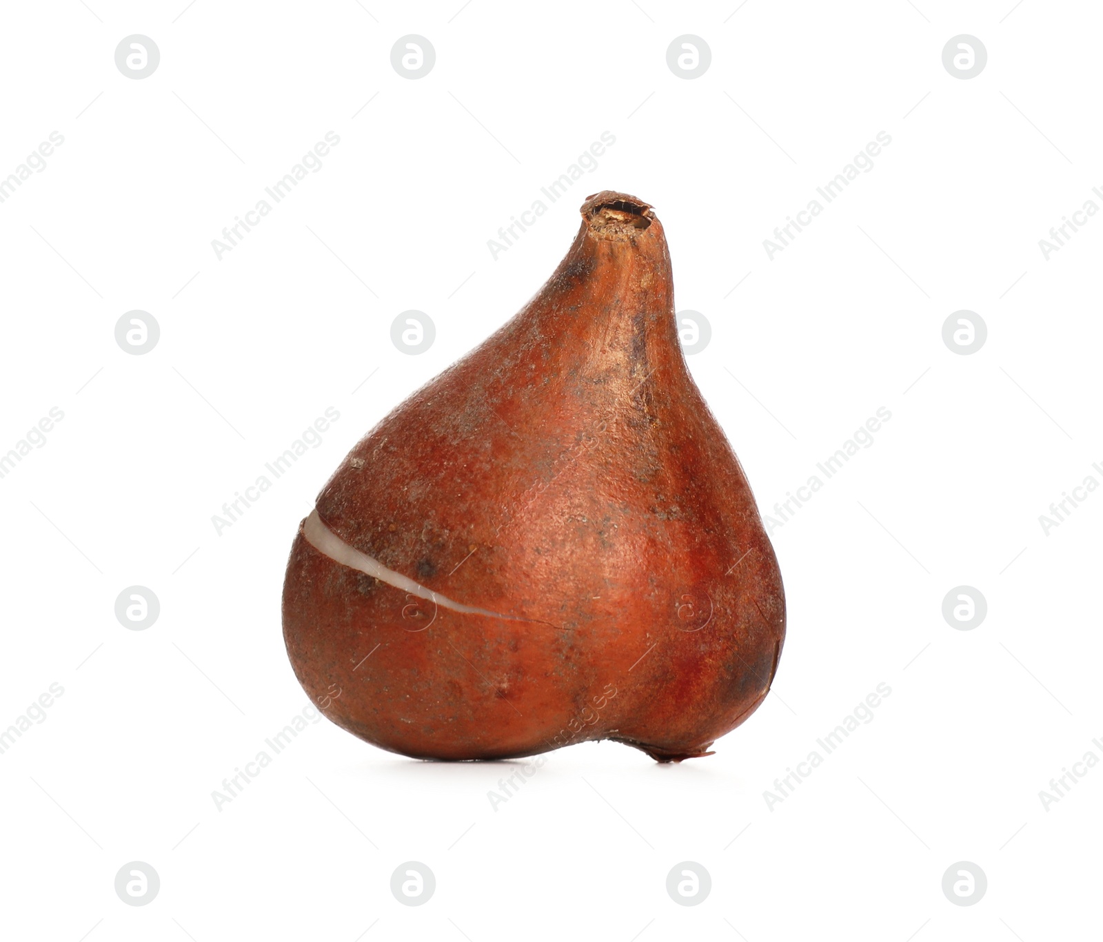 Photo of Tulip bulb isolated on white. Gardening season