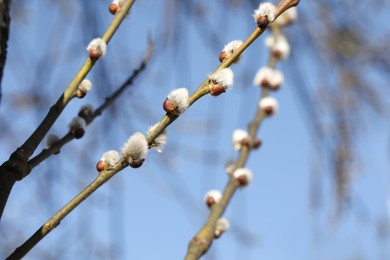 Photo of Beautiful fluffy catkins on willow branches against blue sky