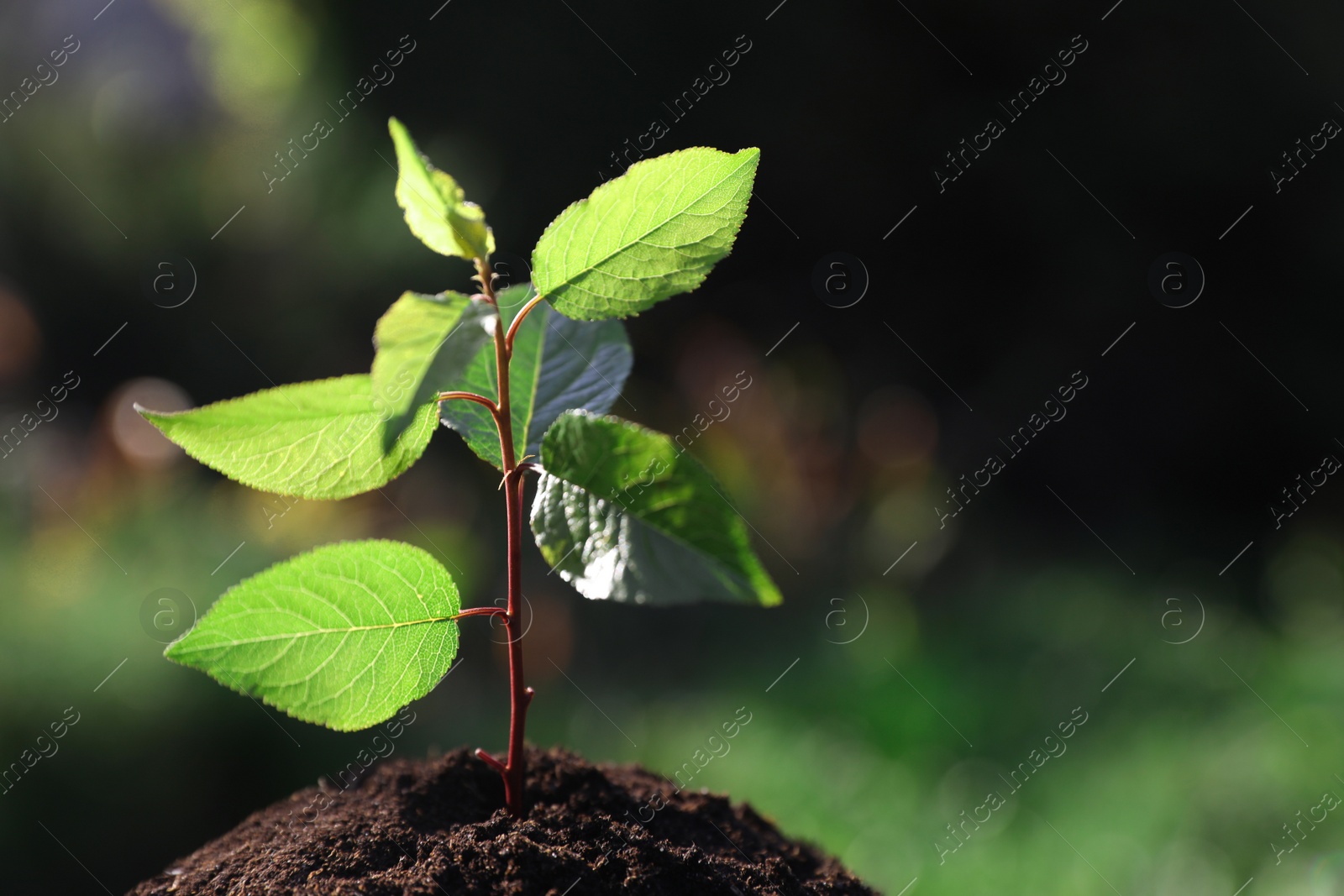 Photo of Planting tree. Seedling growing in soil outdoors, closeup. Space for text