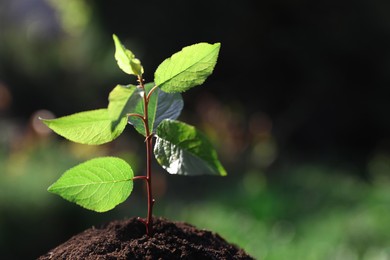 Planting tree. Seedling growing in soil outdoors, closeup. Space for text