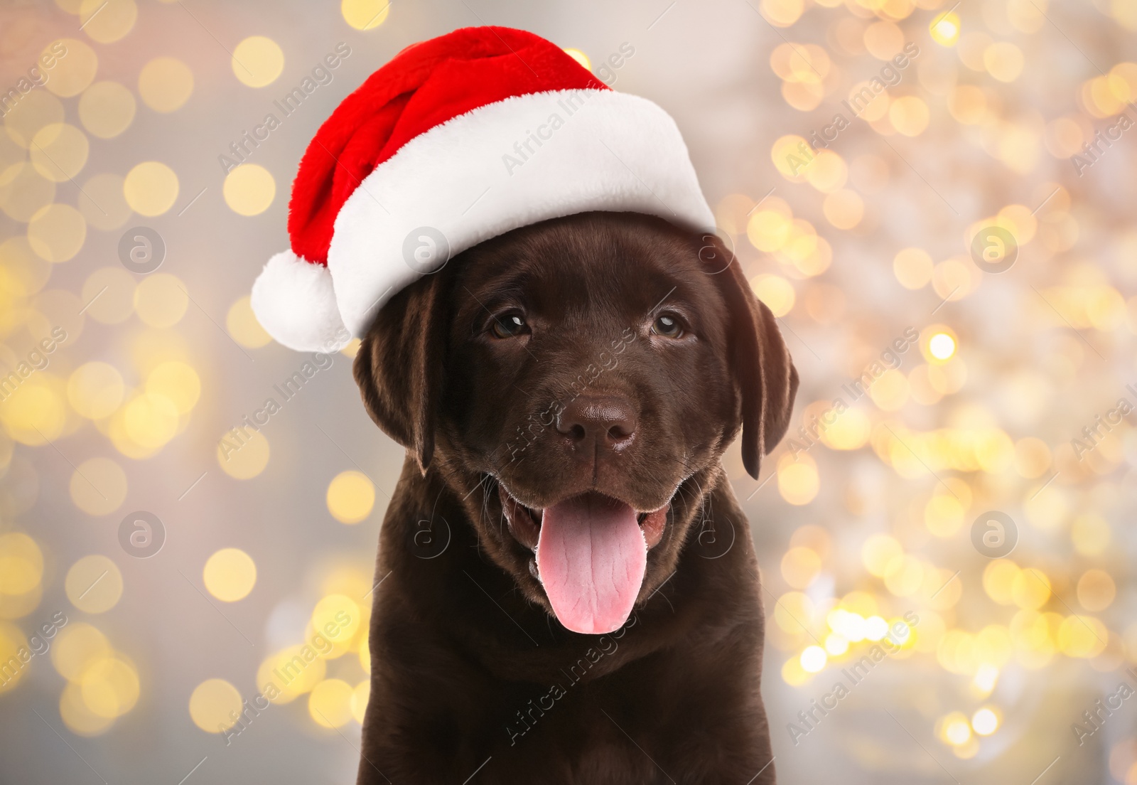 Image of Chocolate Labrador Retriever puppy with Santa hat and blurred Christmas lights on background. Lovely dog