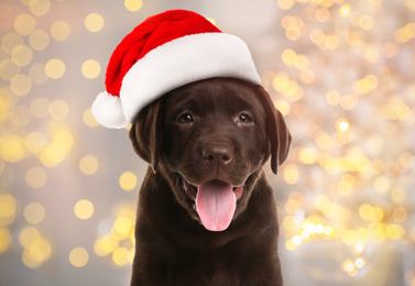Image of Chocolate Labrador Retriever puppy with Santa hat and blurred Christmas lights on background. Lovely dog