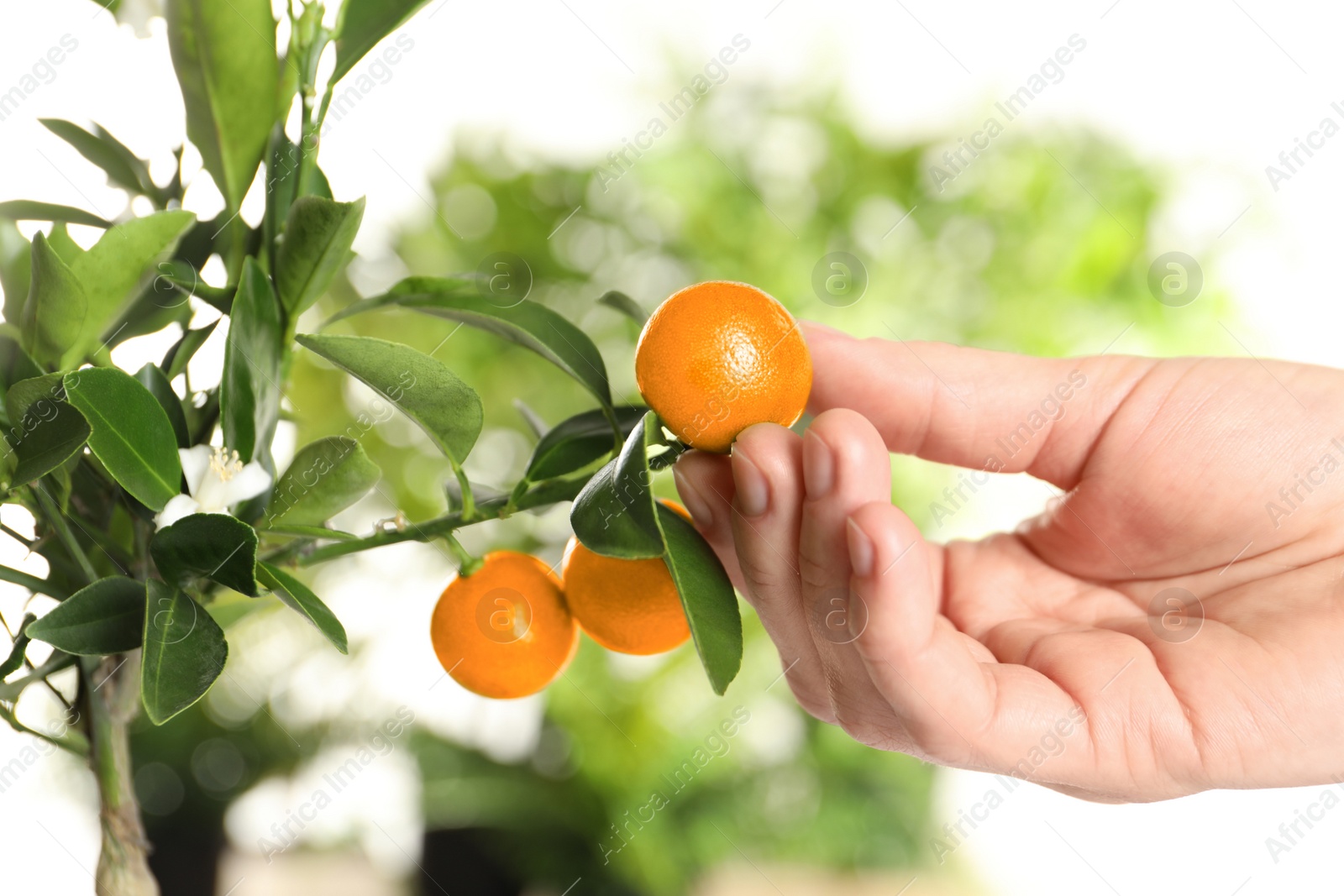 Photo of Woman holding citrus fruit on branch against blurred background, closeup
