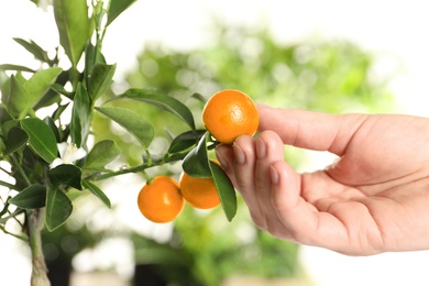 Woman holding citrus fruit on branch against blurred background, closeup