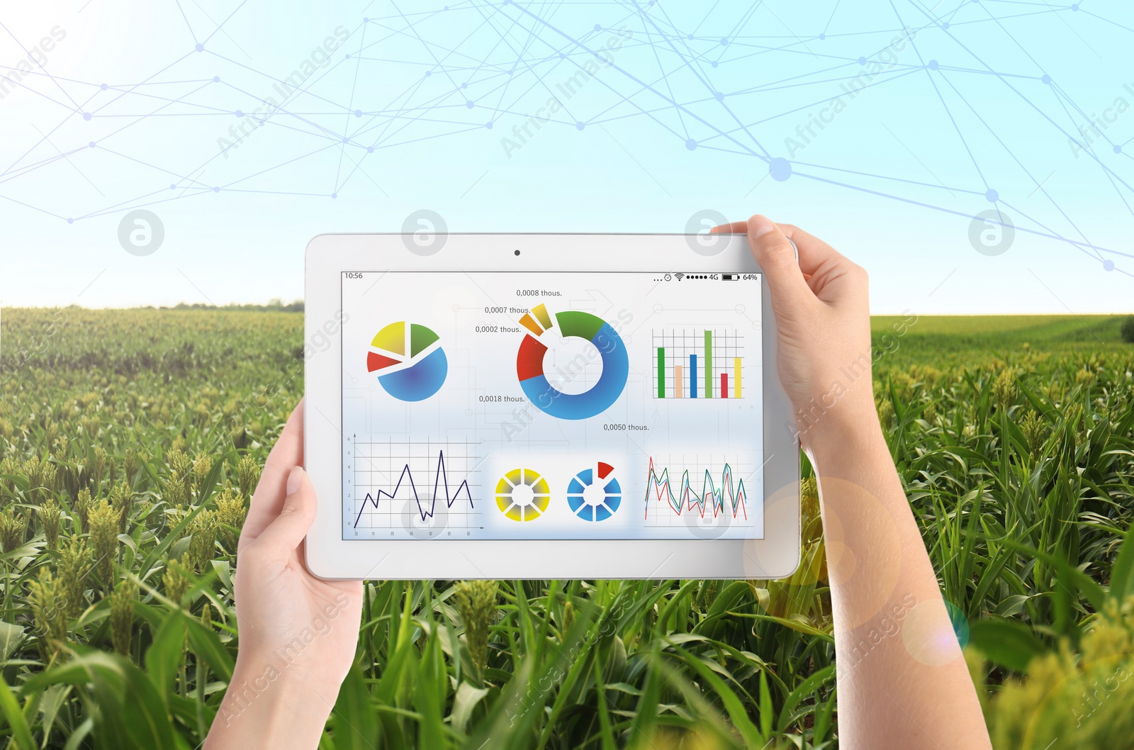 Image of Modern agriculture. Woman with tablet in corn field, closeup