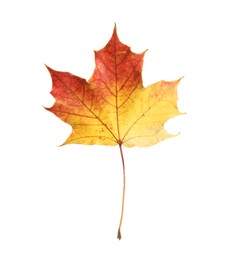 Autumn season. One maple leaf isolated on white