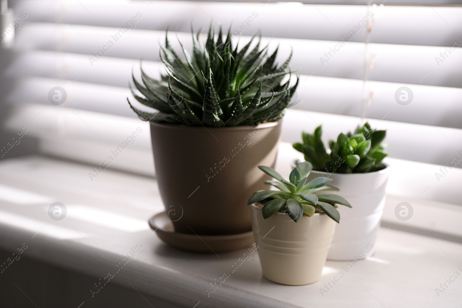 Photo of Beautiful different cacti in pots on windowsill indoors