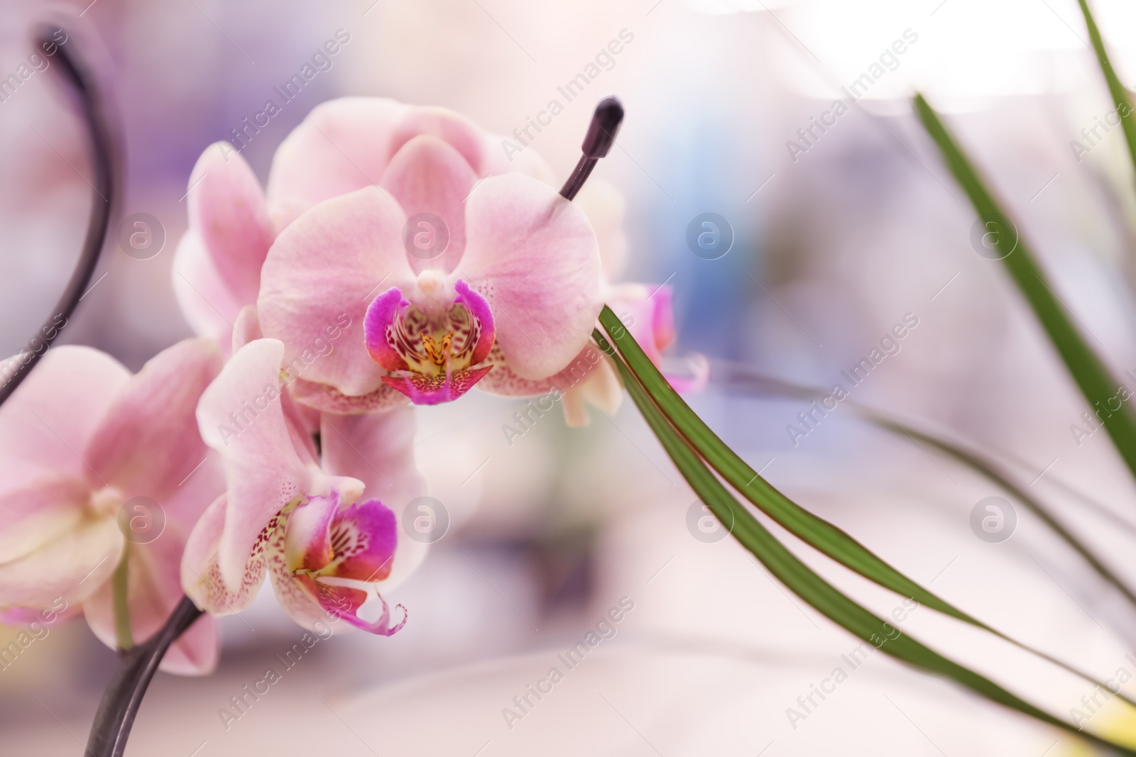 Photo of Beautiful blooming tropical orchid on blurred background, closeup