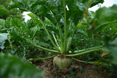 Photo of Beautiful beet plants with green leaves growing in field