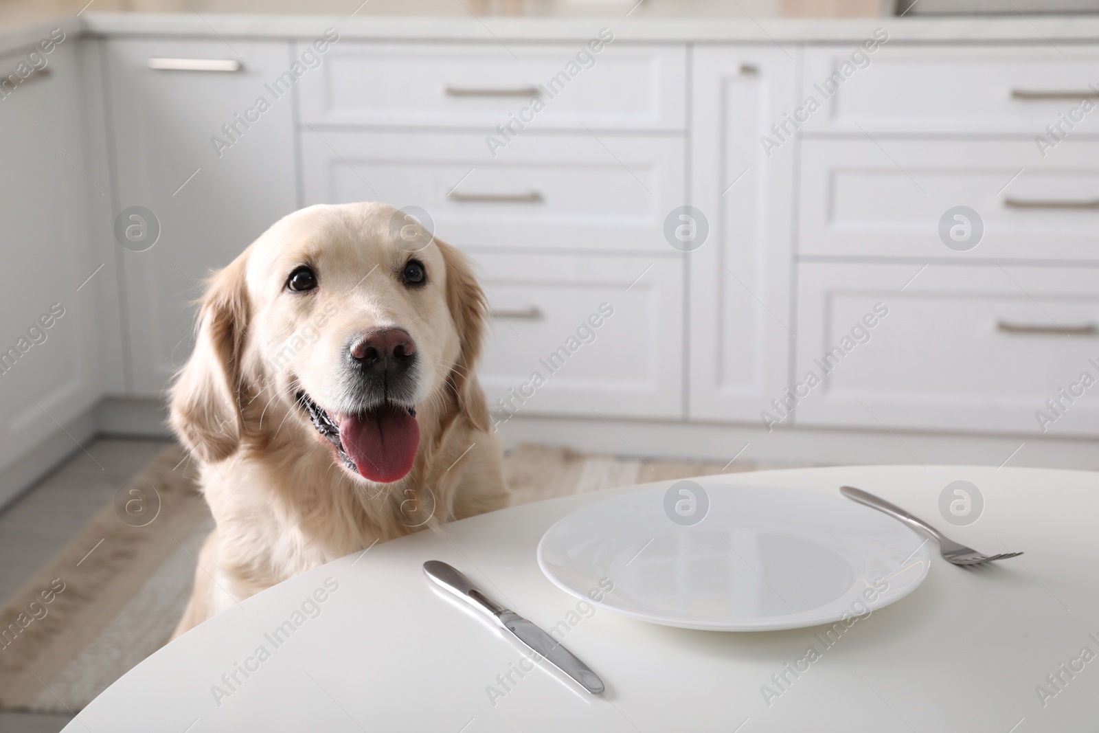 Photo of Cute hungry dog waiting for food at table with empty plate in kitchen