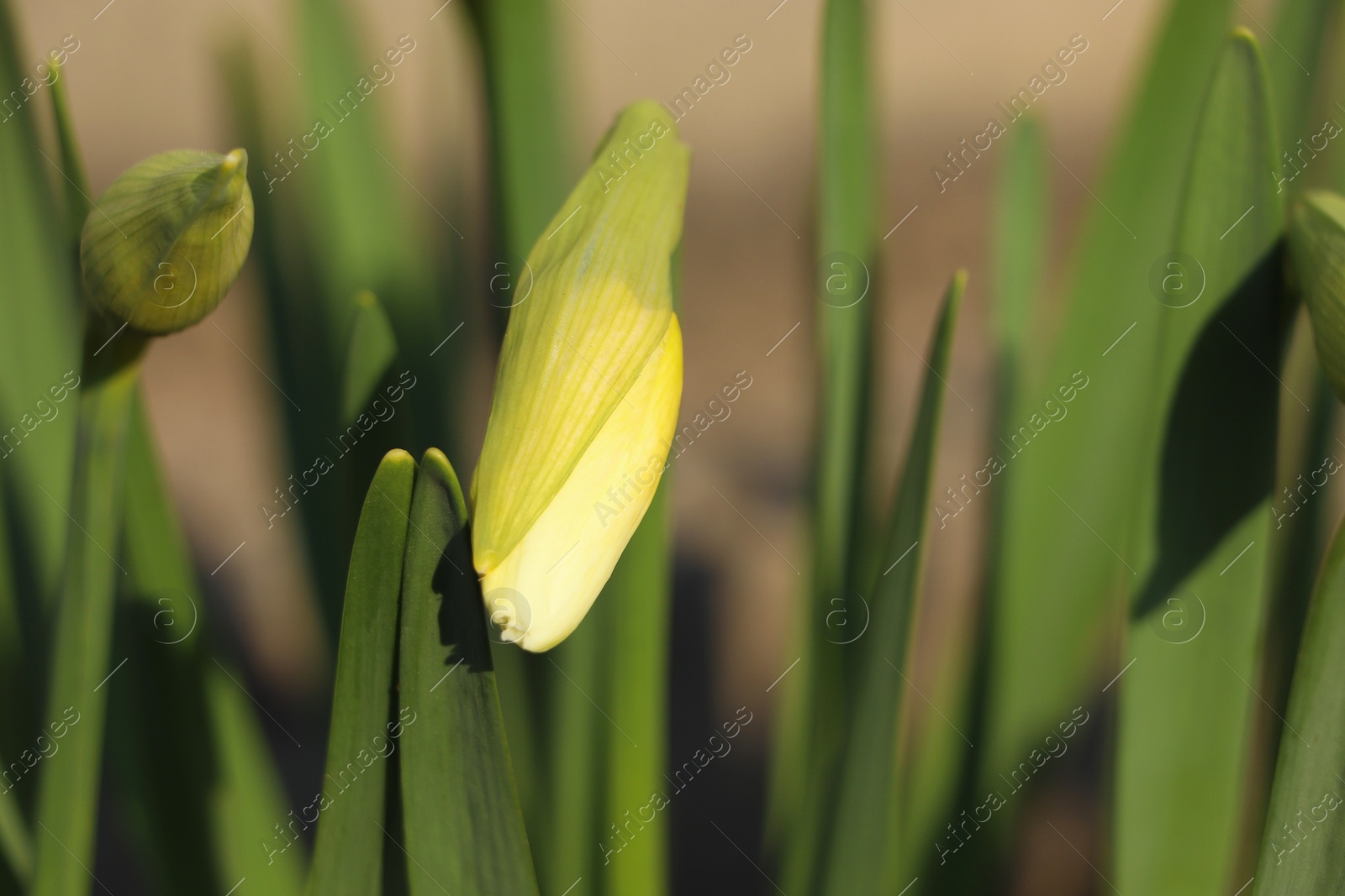 Photo of Daffodil plants growing in garden on sunny day, closeup