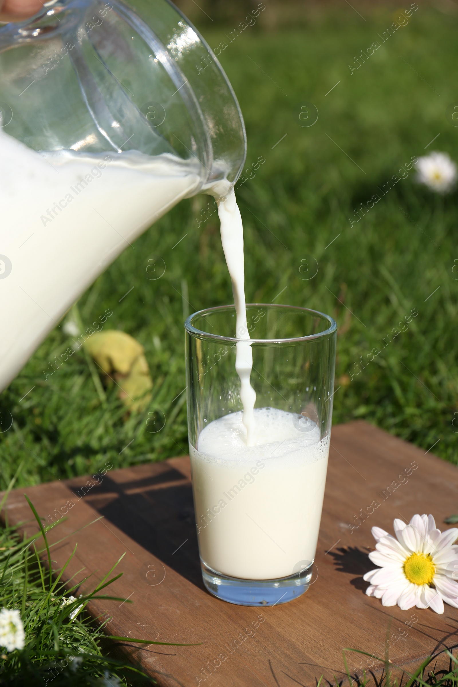 Photo of Pouring tasty fresh milk from jug into glass on green grass outdoors