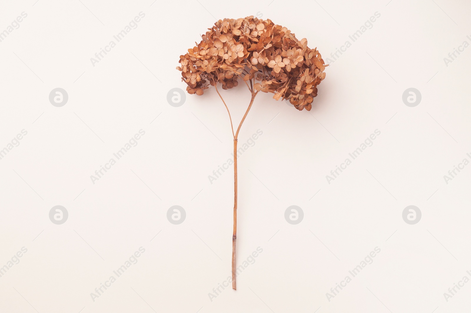 Photo of Dried branch of blooming hortensia on beige background, top view