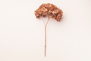 Photo of Dried branch of blooming hortensia on beige background, top view